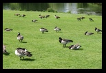 Kent - Leeds Castle -05-06-2014 - Bogdan Balaban